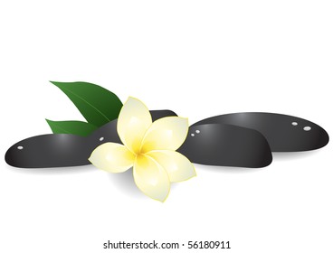 Vector illustration of black pebbles and frangipani on white background