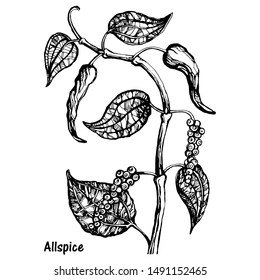 Vector illustration of black pepper plant with leaves and peppercorns, isolated on white background. Botanical hand drawn sketch in engraving style. Natural allspice seasoning for eating and cooking