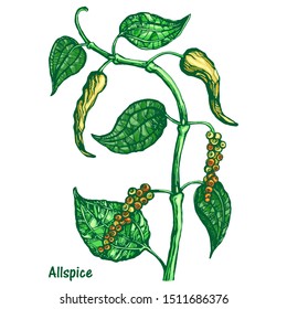 Vector illustration of black pepper plant with leaves and peppercorns, isolated on white background. Botanical hand-drawn color sketch. Natural allspice seasoning for eating and cooking food.