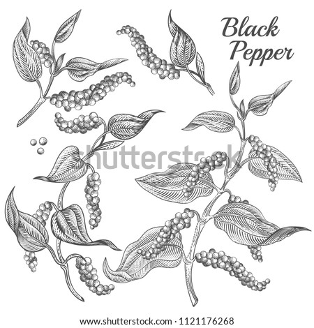 Vector illustration of black pepper plant with leaves and peppercorns isolated on background. Natural spicy seasoning for eating. Botanical hand drawn sketch for labels and packages in engraving style