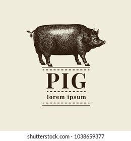 Vector illustration of black pig silhouette. Retro engraving style. Sketch farm animal drawing. Logo template.