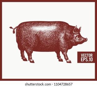 Vector illustration of black pig silhouette. Retro engraving style. Sketch farm animal drawing.