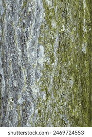 Vector illustration of black pine bark. Pinus nigra trunk texture. Living tree background. Leather of forest nature.
