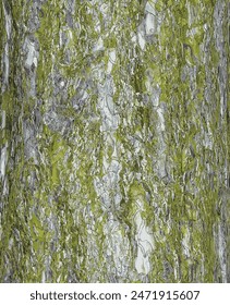 Ilustración vectorial de corteza de pino negro. Textura de tronco de Pinus nigra. Fondo de árbol vivo. Cuero de naturaleza forestal.

