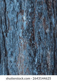 Ilustração vetorial de Black pine bark close-up. A textura do tronco de Pinus nigra. Fundo de madeira viva. Pele da natureza da floresta.
