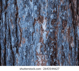 Vector illustration of Black pine bark close-up. The texture of trunk of Pinus nigra. Background from living wood. Forest nature skin.
