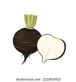Vector illustration, black radish isolated on white background.