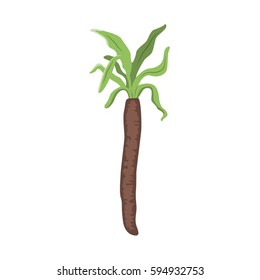 Vector illustration of a black salsify (scorzonera) on white background. Vegetables and gardening topic.