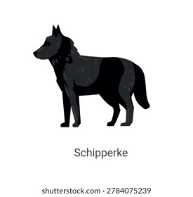 Vector illustration of a black Schipperke dog standing on a white background.