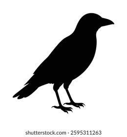 Vector illustration black silhouette bird, crow bird.