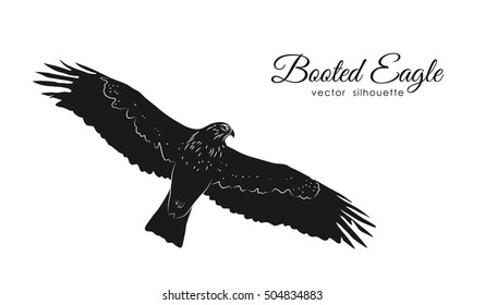 Vector illustration: Black silhouette Booted Eagle in fly isolated on white background
