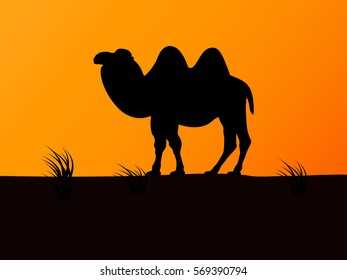 Vector illustration of black silhouette camel on the background of sunset. Bactrian camel
side view, profile.