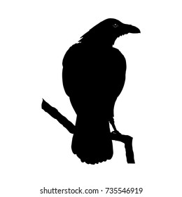 Vector illustration. Black silhouette of a crow sitting on a branch.