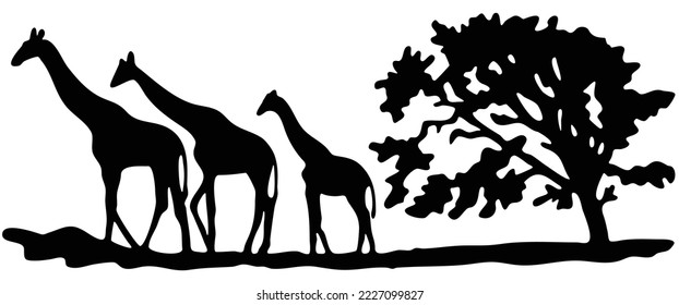 Vector illustration of a black silhouette giraffes walking. Isolated white background. Icon giraffe side view profile.