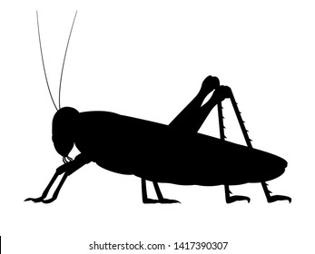 Vector illustration of a black silhouette of a grasshopper. Isolated white background. Grasshopper logo icon, side view profile.
