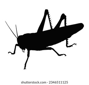 Vector illustration of a black silhouette of a grasshopper.