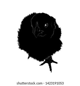 Vector illustration. Black silhouette of little chicken isolated on white background. EPS 8