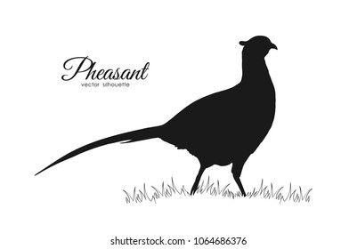 Vector illustration: Black silhouette of pheasant on white background.