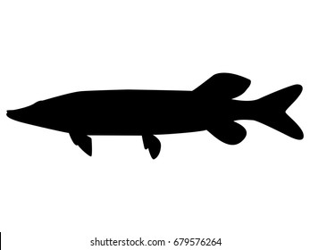 Vector illustration of a black silhouette pike. Isolated white background. Icon fish luce side view profile.