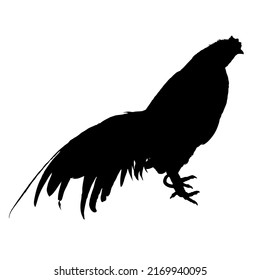 Vector illustration. Black silhouette of a rooster design. Isolated male chicken on a white background
