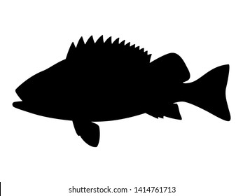 Vector illustration of black silhouette of sea bass. Isolated white background. Seabass logo icon, side view profile.