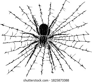 Vector Illustration of a black silhouette Spider and a Web