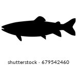 Vector illustration of a black silhouette trout. Isolated white background. Icon fish trout side view profile.