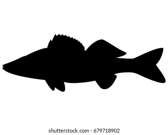 Vector illustration of a black silhouette zander. Isolated white background. Icon fish pikeperch side view profile.