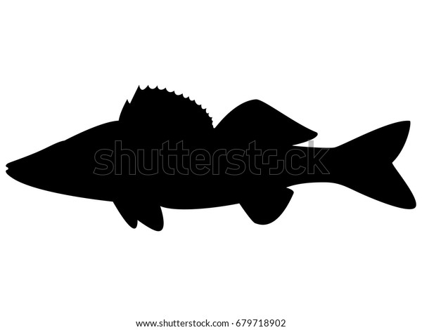 Vector Illustration Black Silhouette Zander Isolated Stock Vector ...