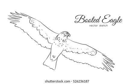 Vector illustration: Black sketch of Booted Eagle in fly  on white background.