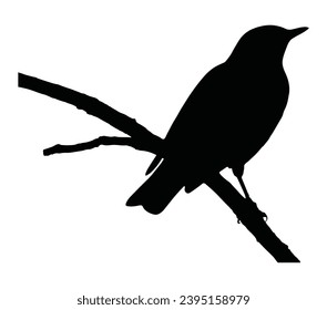 Vector illustration of a black thrush, blackbird, isolated.