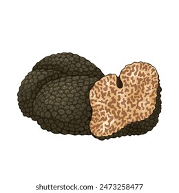 Vector illustration of Black truffle mushroom, scientific name Tuber melanosporum, isolated on white background.