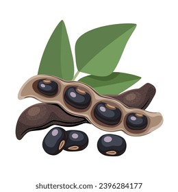 Vector illustration, black velvet bean, scientific name Mucuna pruriens, isolated on white background.