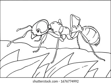 Vector illustration of black and white ant contour