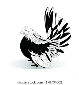 Vector illustration of black and white Bantam on a white background,female