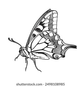 Vector illustration of black and white butterfly
