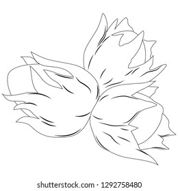 vector illustration, black and white cartoon nuts, coloring