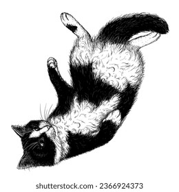 Ilustración vectorial de un gato blanco y negro en estilo de grabado