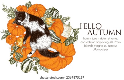 Vector illustration of a black and white cat lying on pumpkins in engraving style