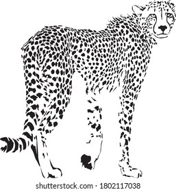 Vector illustration of black and white cheetah