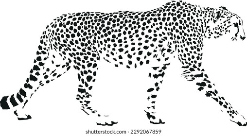 Vector illustration of black and white cheetah