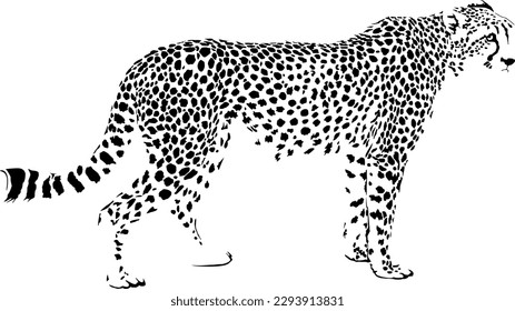 Vector illustration of black and white cheetah