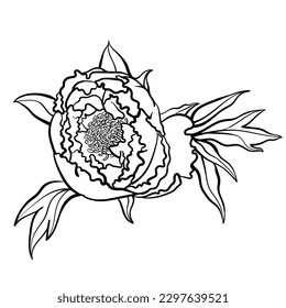 Ilustración vectorial de la flor de peonía de contorno blanco y negro para la página de coloreado. 