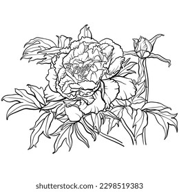 Ilustración vectorial de la flor de peonía de contorno blanco y negro para la página de coloreado. 