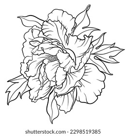 Vector illustration of black and white contour peony flower for coloring page. 