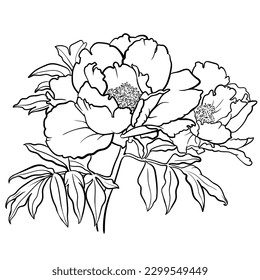 Vector illustration of black and white contour peony flower for coloring page. 
