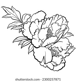 Vector illustration of black and white contour peony flower for coloring page. 