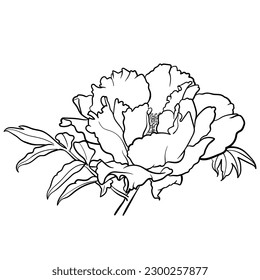 Vector illustration of black and white contour peony flower for coloring page. 