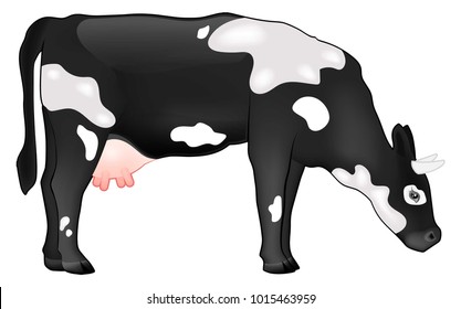 Vector illustration of black and white cow