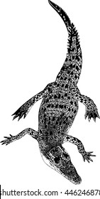Vector illustration of black and white crocodile  on the white background